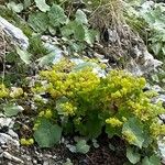 Alchemilla fissa Plante entière