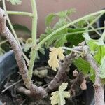 Pelargonium graveolens Bark