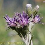 Saussurea discolor Flower