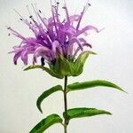Monarda fistulosa 花
