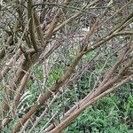 Cytisus multiflorus Bark