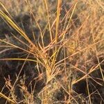 Themeda triandra Leaf