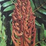 Osmunda regalis Flower