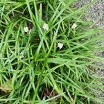 Liriope spicata Leaf