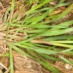 Avena fatua Leaf