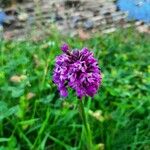 Anacamptis pyramidalisFlower