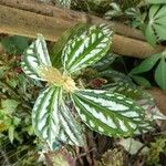 Pilea cadierei Leaf