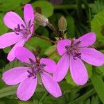 Erodium cicutarium Цвят