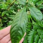 Tetracera indica 葉