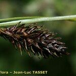 Carex frigida Mbuma