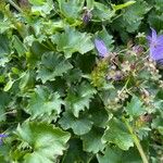 Campanula poscharskyana Fuelha