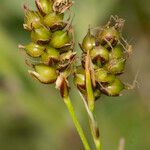 Carex liparocarpos Fruit