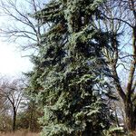 Picea pungens ᱛᱟᱦᱮᱸ