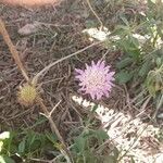 Scabiosa atropurpurea Flor