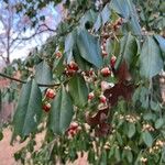 Euonymus maackii Fuelha