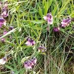 Lathyrus linifolius Flor
