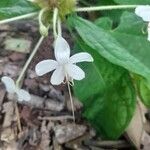 Clerodendrum indicum Fleur