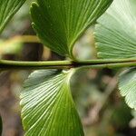 Asplenium stuhlmannii Leaf