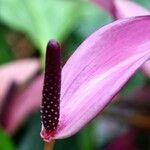 Anthurium amnicola Leaf