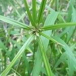 Cyperus laxus Folla