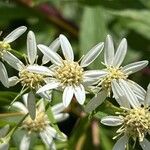 Doellingeria umbellata Flor