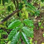 Coffea canephora Owoc