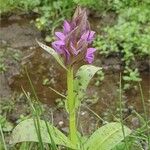 Dactylorhiza majalisFlower