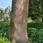 Cedrus libani Bark