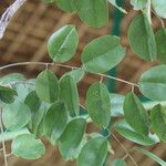 Pterocarpus angolensis Folha