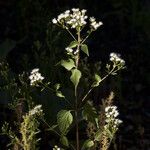 Ageratina rothrockii Žiedas