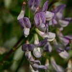 Vicia sylvatica Fleur