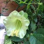 Cobaea scandens Virág