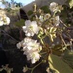 Dombeya rotundifolia Altul/Alta
