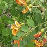Colutea orientalis Flor