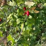 Hibiscus syriacusFruit