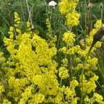 Galium x pomeranicum Flower