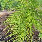 Grevillea robusta Leaf