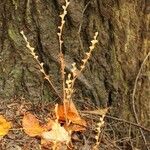 Epifagus virginiana Hábito