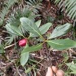 Guettarda heterosepala Fruit