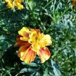 Tagetes erectaFleur