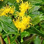 Azara lanceolata फूल