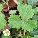 Potentilla sterilis Feuille