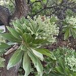 Heliotropium arboreum Цветок