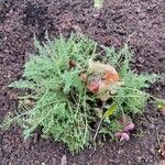 Achillea crithmifolia Ліст