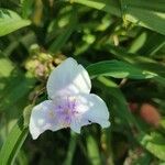 Tradescantia virginiana Flower