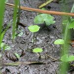 Hydrocotyle ranunculoides Feuille