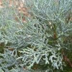 Juniperus deppeana Leaf