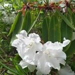 Rhododendron decorum Flor