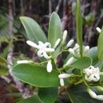 Coelospermum crassifolium