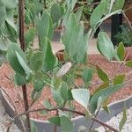 Simmondsia chinensis Φύλλο
